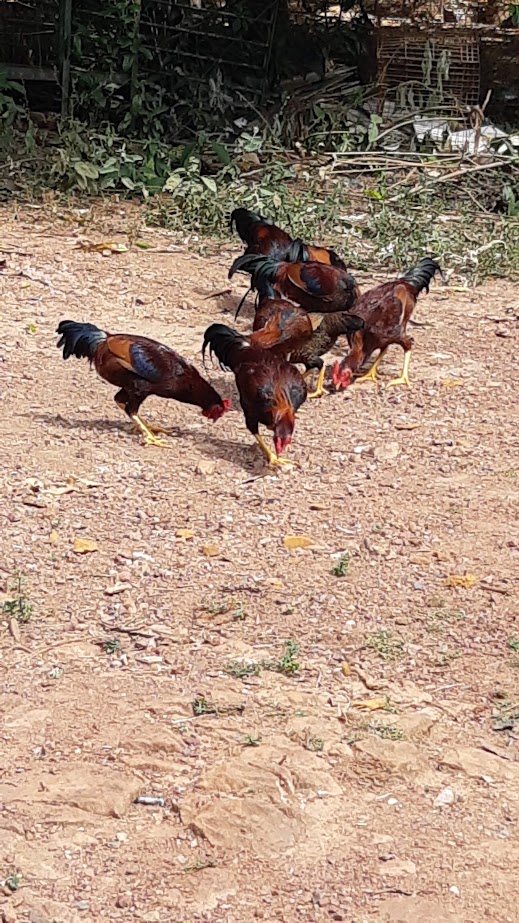 venda  de  frangos  caipira